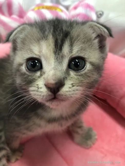ID:2108-01593の子猫