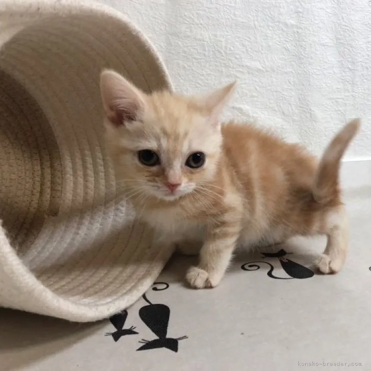 ID：2304-01367の子猫