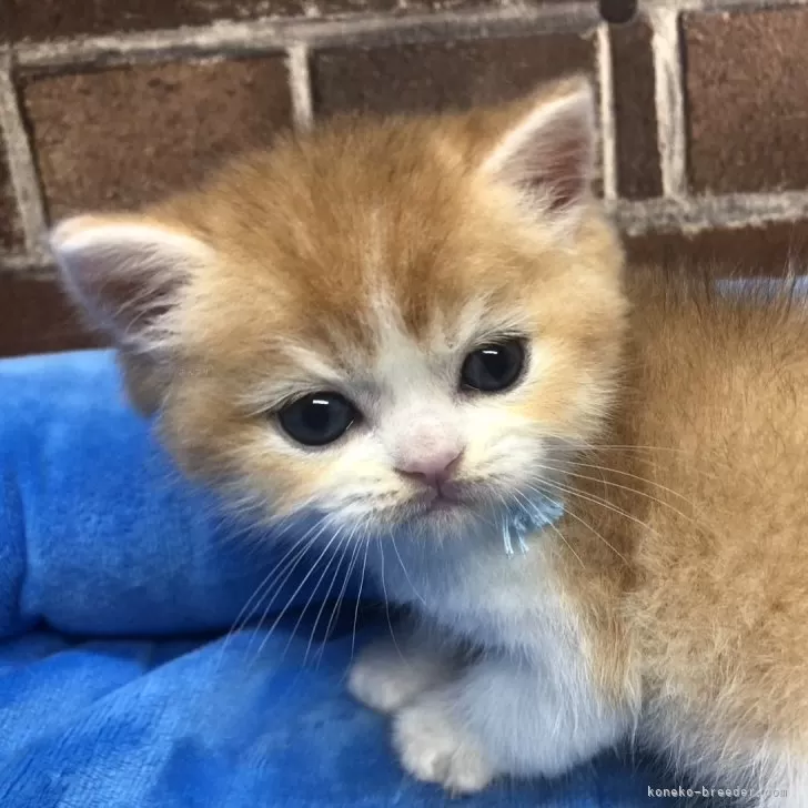 ID：2407-01199の子猫