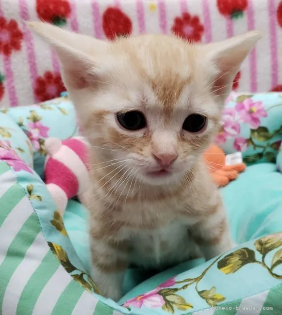 ID:2108-00278の子猫