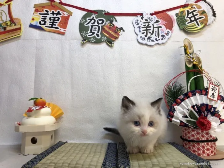 ID：2112-02204の子猫