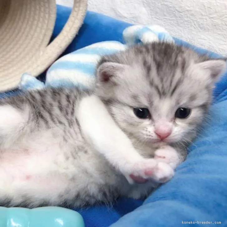 ID：2302-00639の子猫