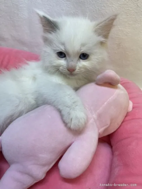 ID:2201-01361の子猫
