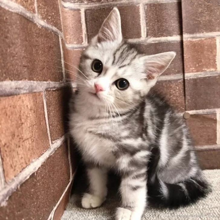ID:2402-01728の子猫