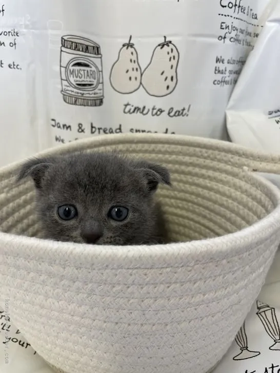 はっちゃん 様のお迎えした子猫