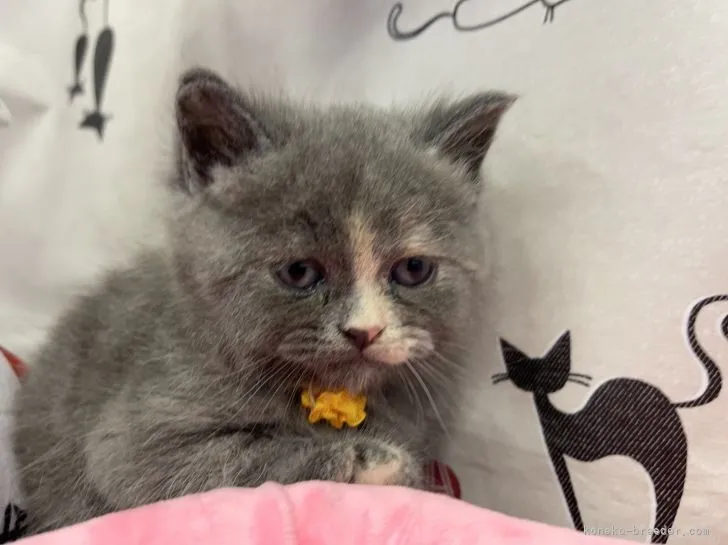 ID：2110-01112の子猫