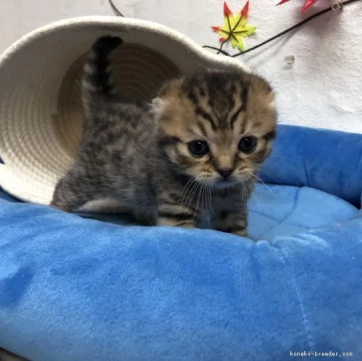 ID：2211-02139の子猫