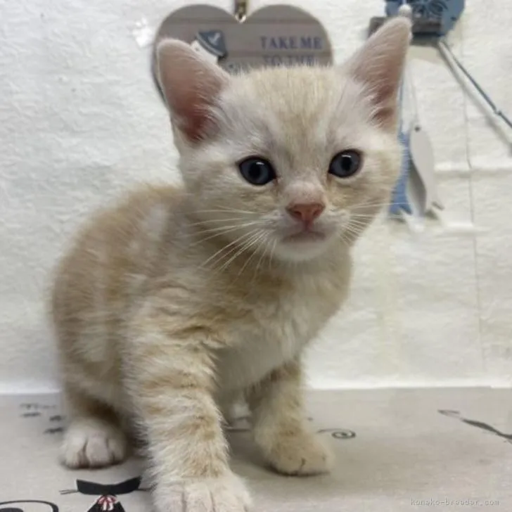 ID：2207-01624の子猫