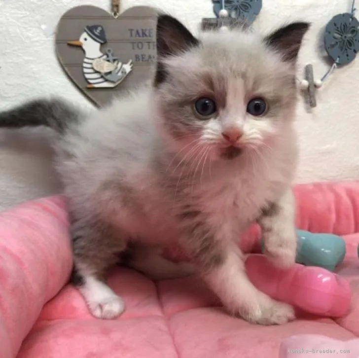 ID：2207-01631の子猫