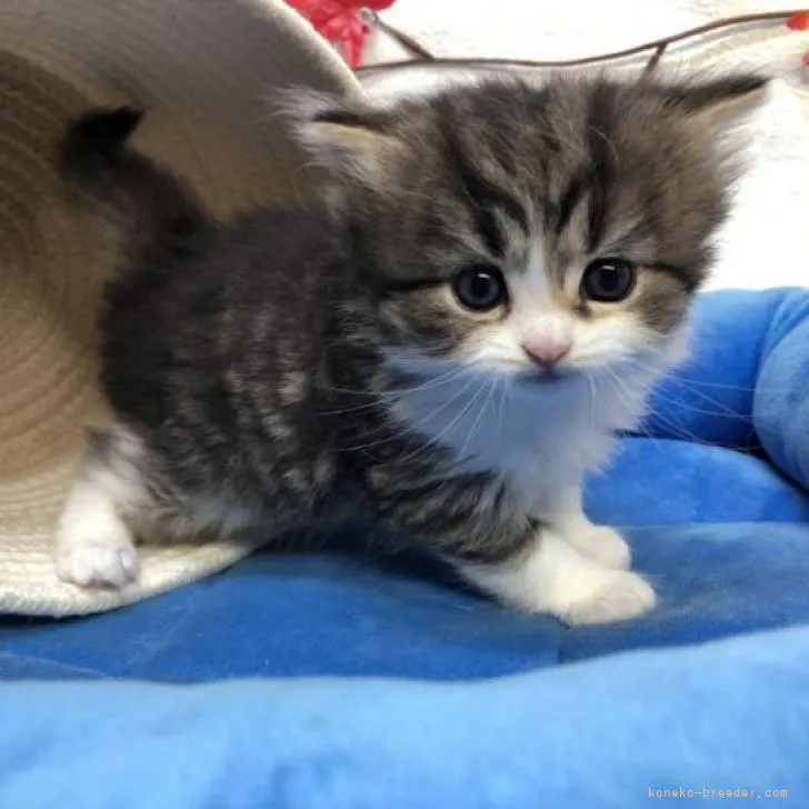 ID：2211-00491の子猫