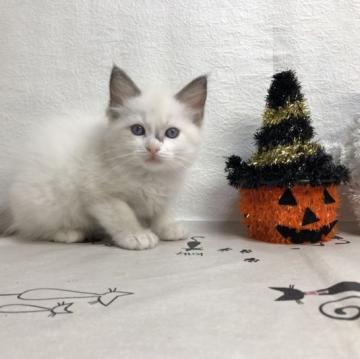 ラグドール【東京都・女の子・2022年7月21日・ブルーポイントバイカラー】の写真「キレイなお顔の女の子」