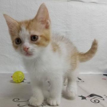 スコティッシュフォールド(立ち耳)【東京都・男の子・2022年7月20日・レッドタビー&ホワイト（ショートヘア）】の写真「可愛い顔の男の子✨」