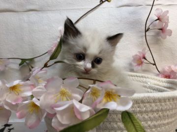 ラグドール【東京都・男の子・2022年3月3日・シールポイントバイカラー】の写真「お鼻のワンポイントが特徴の男の子(両親遺伝クリア)」