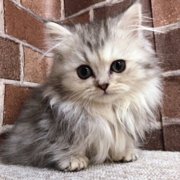 マンチカン(短足)【東京都・女の子・2023年11月4日・シルバータビー（ミディアム）】の写真「短足の可愛い顔の女の子です✨️」