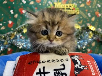 ミヌエット【東京都・男の子・2021年10月29日・ブラウンタビー（ミディアムヘア）】の写真「短足のイケメン君」