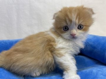 スコティッシュフォールド(折れ耳)【東京都・男の子・2021年12月25日・レッドタビー&ホワイト（ミディアムヘア）】の写真「性格がおっとりなイケメンくん」