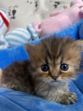 ミヌエット【東京都・男の子・2021年7月6日・ブラウンタビー】の写真「短足の美猫兄弟です！」