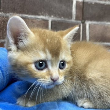 ブリティッシュショートヘア【東京都・男の子・2024年9月9日・ゴールデン】の写真「珍しい色の可愛い男の子(長男)✨️」