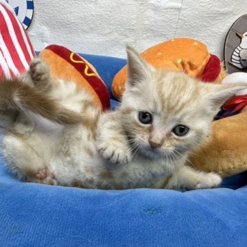 アメリカンショートヘア【東京都・男の子・2023年7月16日・レッドタビー（短毛）】の写真「色も顔も可愛い男の子✨️」