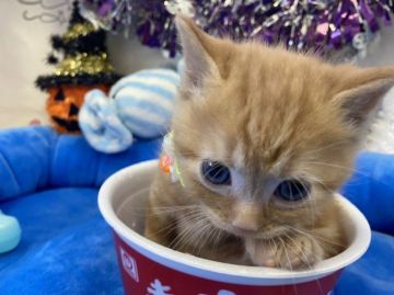 マンチカン(長足)【東京都・男の子・2021年9月3日・レッドタビー】の写真「オモチャも人も大好き男の子」