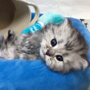 ミヌエット(長足)【東京都・男の子・2023年3月14日・シルバータビー（ミディアム）】の写真「顔もカラーも可愛い男の子です！」