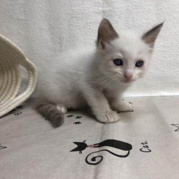 ラグドール【東京都・男の子・2022年7月21日・ブルーポイントバイカラー】の写真「可愛い顔の男の子②」