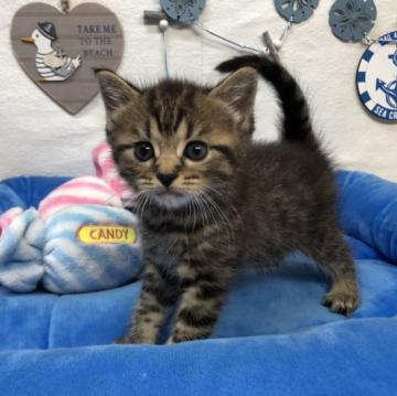 スコティッシュフォールド(立ち耳)【東京都・男の子・2022年7月1日・ブラウンタビー（ショートヘア）】の写真「イケメンくん」