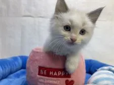 ラグドール【東京都・男の子・2021年12月16日・ブルーポイントバイカラー】の写真1