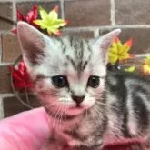 アメリカンショートヘア【東京都・女の子・2023年10月10日・シルバーパッチドタビー】の写真1