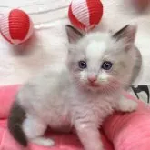 ラグドール【東京都・女の子・2023年6月17日・シールポイントバイカラー】の写真1