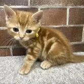 アメリカンショートヘア【東京都・男の子・2024年4月14日・レッドタビー】の写真1