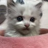 ラグドール【東京都・女の子・2022年5月30日・ブルーポイントバイカラー】の写真1