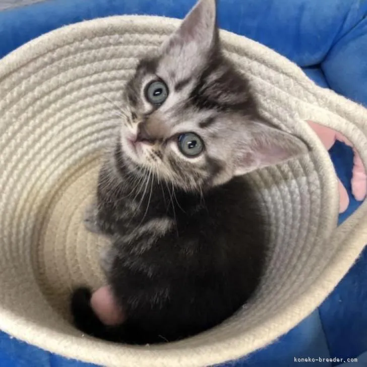 ID:2208-02346の子猫