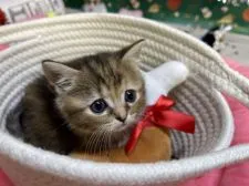 ミヌエット【東京都・女の子・2021年10月22日・ブラウンパッチドタビー】の写真2