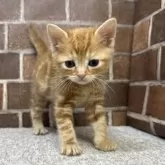 アメリカンショートヘア【東京都・男の子・2024年4月14日・レッドタビー】の写真3