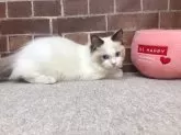 ラグドール【東京都・男の子・2023年11月27日・シールポイントバイカラー】の写真3