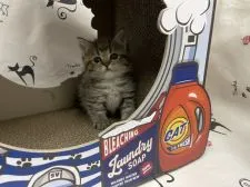 ミヌエット【東京都・男の子・2021年8月31日・ブラウンタビー】の写真4