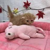 スコティッシュフォールド(折れ耳)【東京都・女の子・2022年10月1日・レッドタビー】の写真4