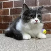 スコティッシュフォールド(立ち耳)【東京都・男の子・2024年7月14日・ブルー&ホワイト】の写真5