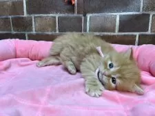 スコティッシュフォールド(立ち耳)【東京都・女の子・2025年9月25日・レッドタビー】の写真10