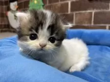 ミヌエット(短足)【東京都・男の子・2025年11月5日・ブラウンタビー&ホワイト】の写真10