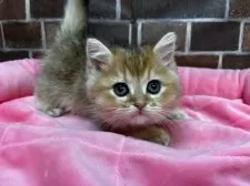 ブリティッシュショートヘア【東京都・女の子・2024年11月30日・ゴールデン】の写真10