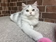 ミヌエット(長足)【東京都・女の子・2025年7月3日・シルバー&ホワイト】の写真11