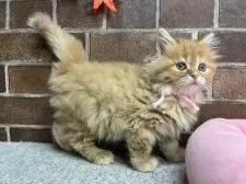 スコティッシュフォールド(立ち耳)【東京都・女の子・2025年9月25日・レッドタビー】の写真11