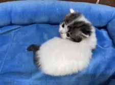 ミヌエット(短足)【東京都・男の子・2025年11月5日・ブラウンタビー&ホワイト】の写真11