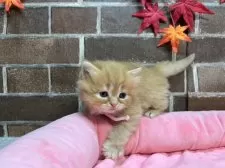 スコティッシュフォールド(立ち耳)【東京都・女の子・2025年9月25日・レッドタビー】の写真12