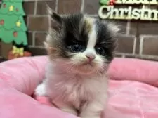 ミヌエット(短足)【東京都・女の子・2025年11月5日・キャリコ】の写真12