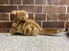 マンチカン(短足)【東京都・女の子・2025年8月22日・レッドタビー】の写真13