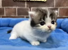 ミヌエット(短足)【東京都・男の子・2025年11月5日・ブラウンタビー&ホワイト】の写真13