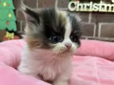 ミヌエット(短足)【東京都・女の子・2025年11月5日・キャリコ】の写真13